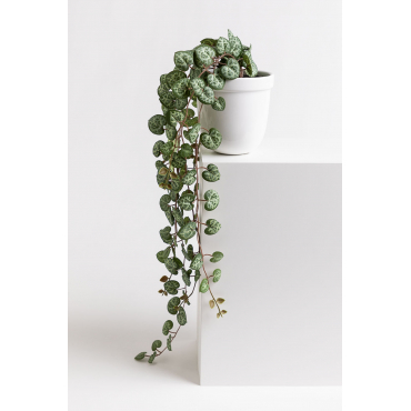 Planta Artificial Colgante Dischidia - Alta Gracia Deco