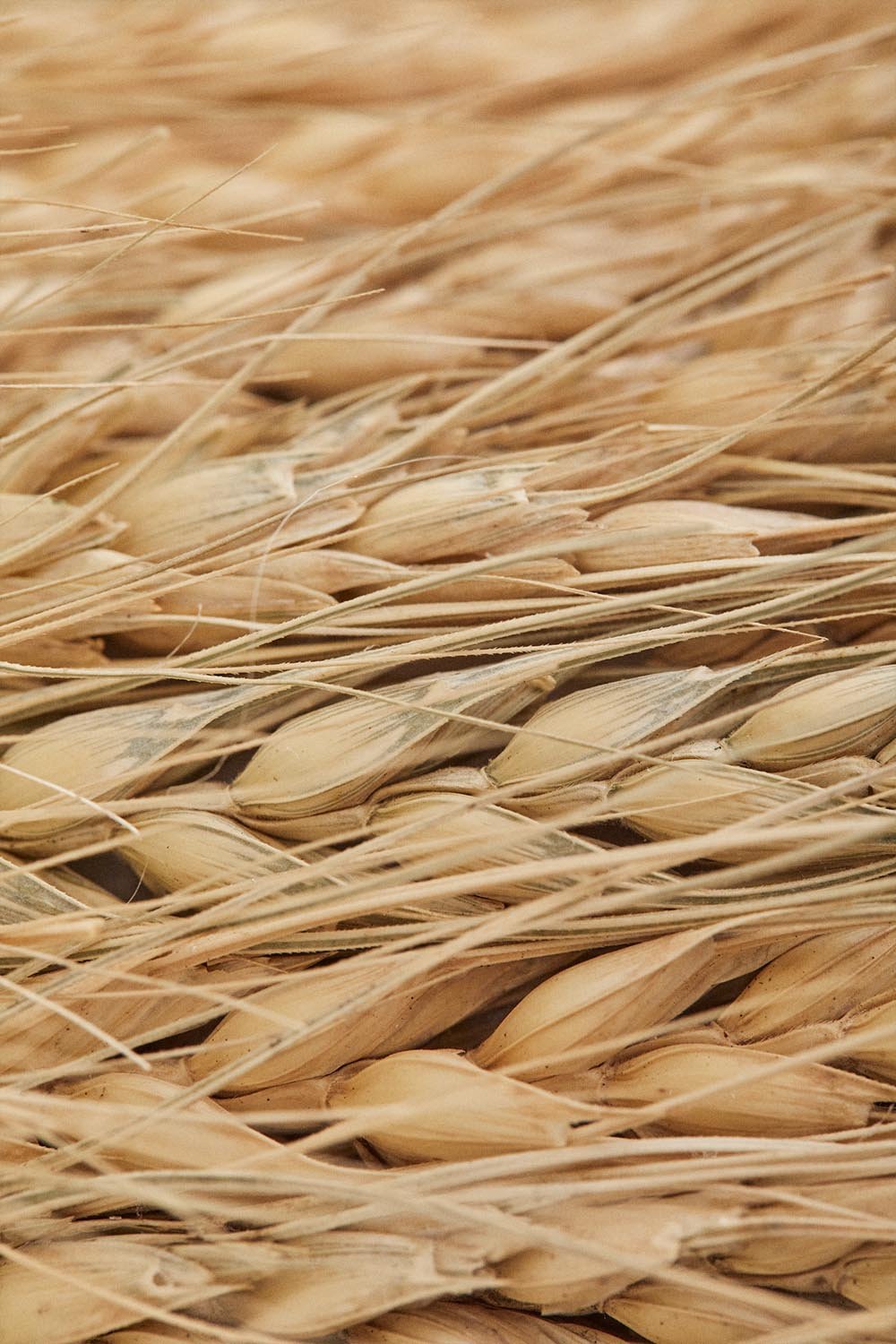 Couronne décorative de Noël Ø42cm en blé naturel Lidran, image de la galerie 4