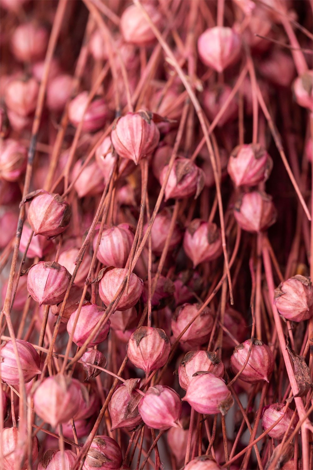 Bairad Decorative Dried Flower Bouquet, gallery image 5