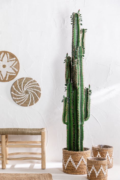 Cactus Cereus Saorga 190 cm