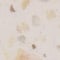 Terrazo Beige Crema