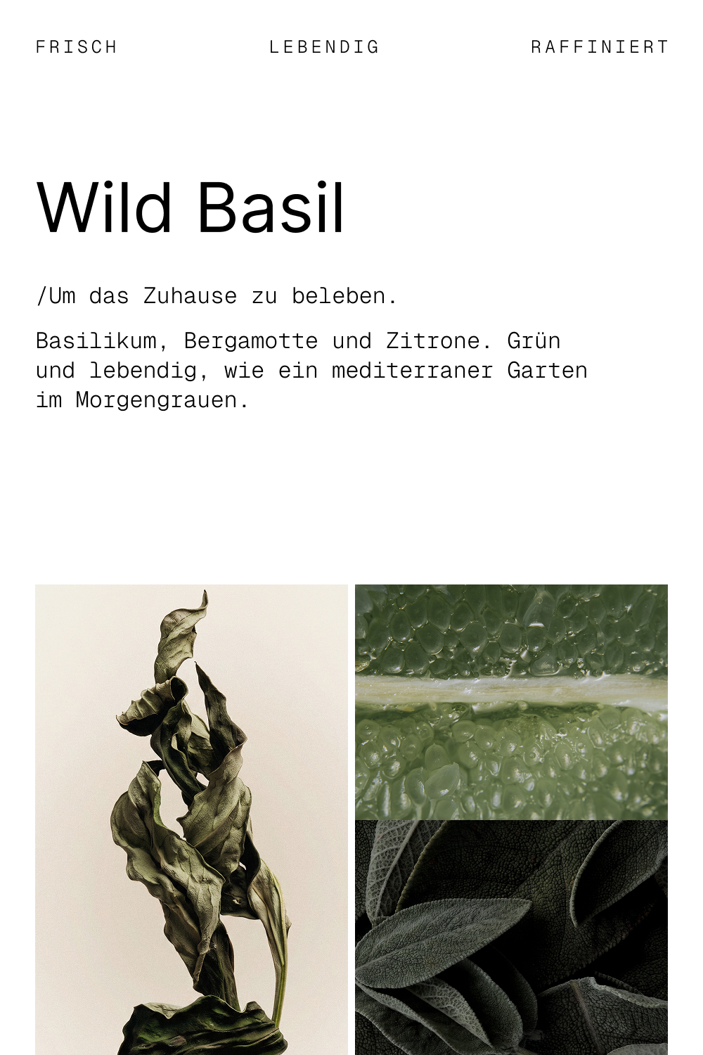 Wild Basil