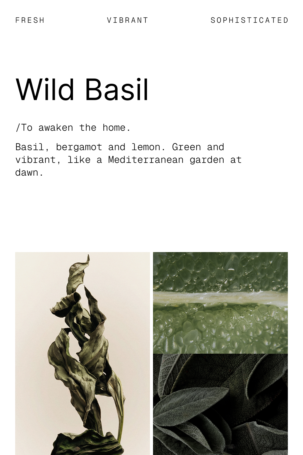 Wild Basil