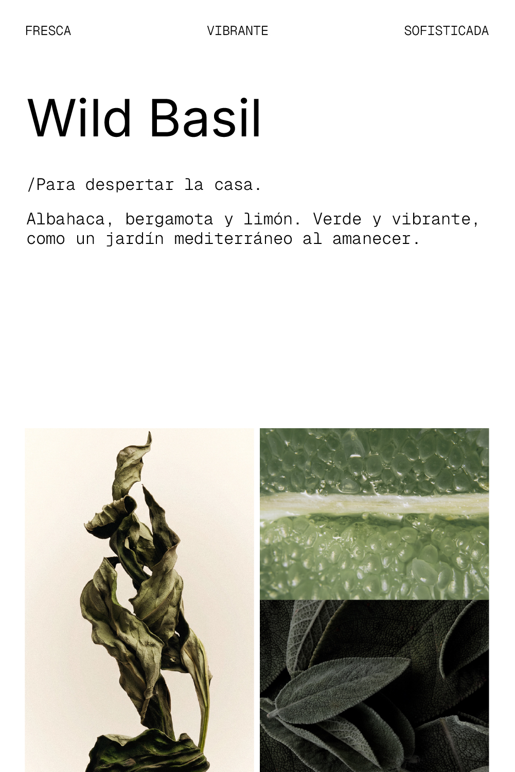 Wild Basil