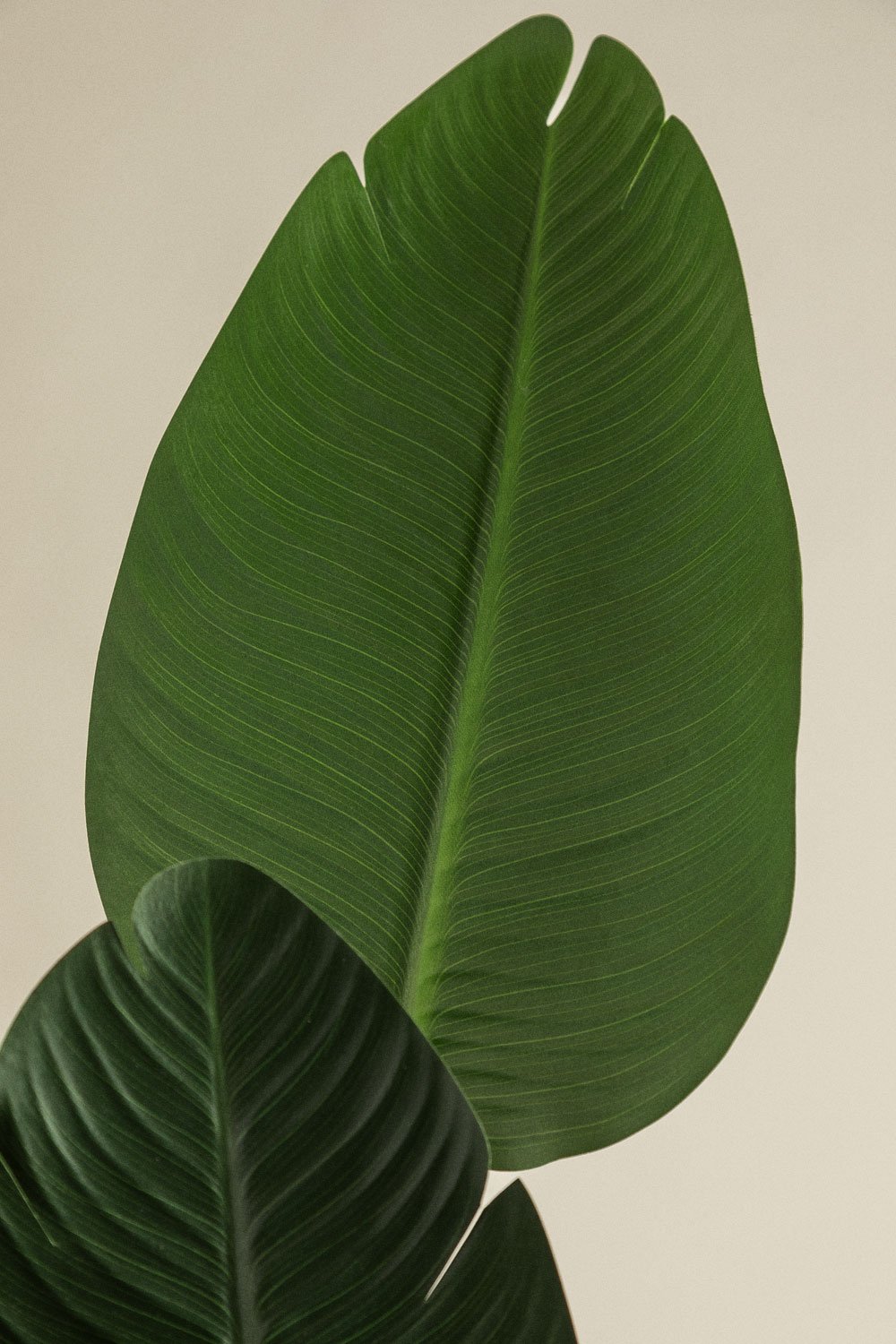 Pianta artificiale decorativa Strelitzia , immagine della galleria 3