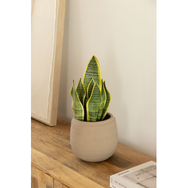Decoratieve Kunstplant Sansevieria 45 Cm ↑45 Cm - Sklum