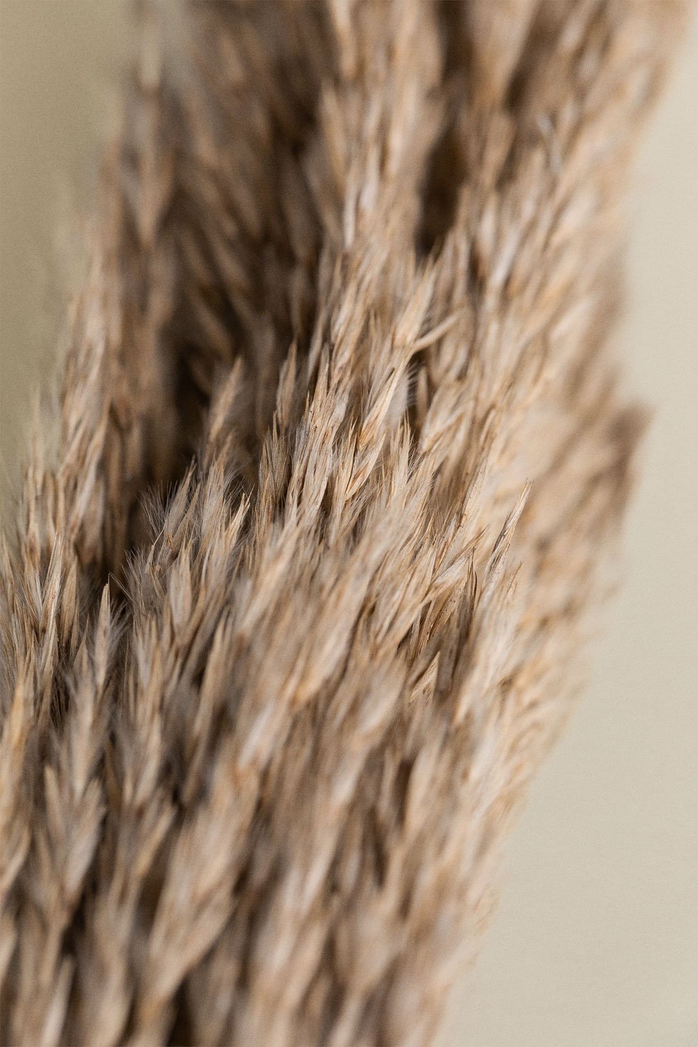 Verpakking van 4 Pampy decoratieve droge takken  , galerij beeld 5