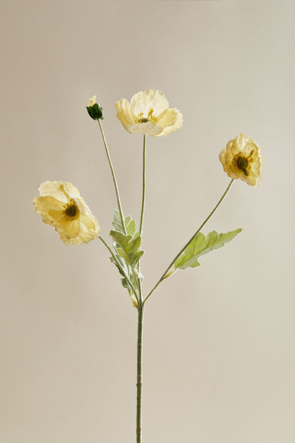 Sylphiran decoratieve bos, galerij beeld 5