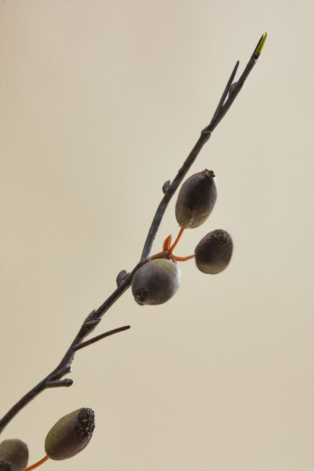 Bukiet dekoracyjny Clarion, obrazek w galerii 8