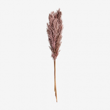 Pacote Com 5 Galhos Secos Decorativos Dagrai Rosa Malva Pálido - Sklum