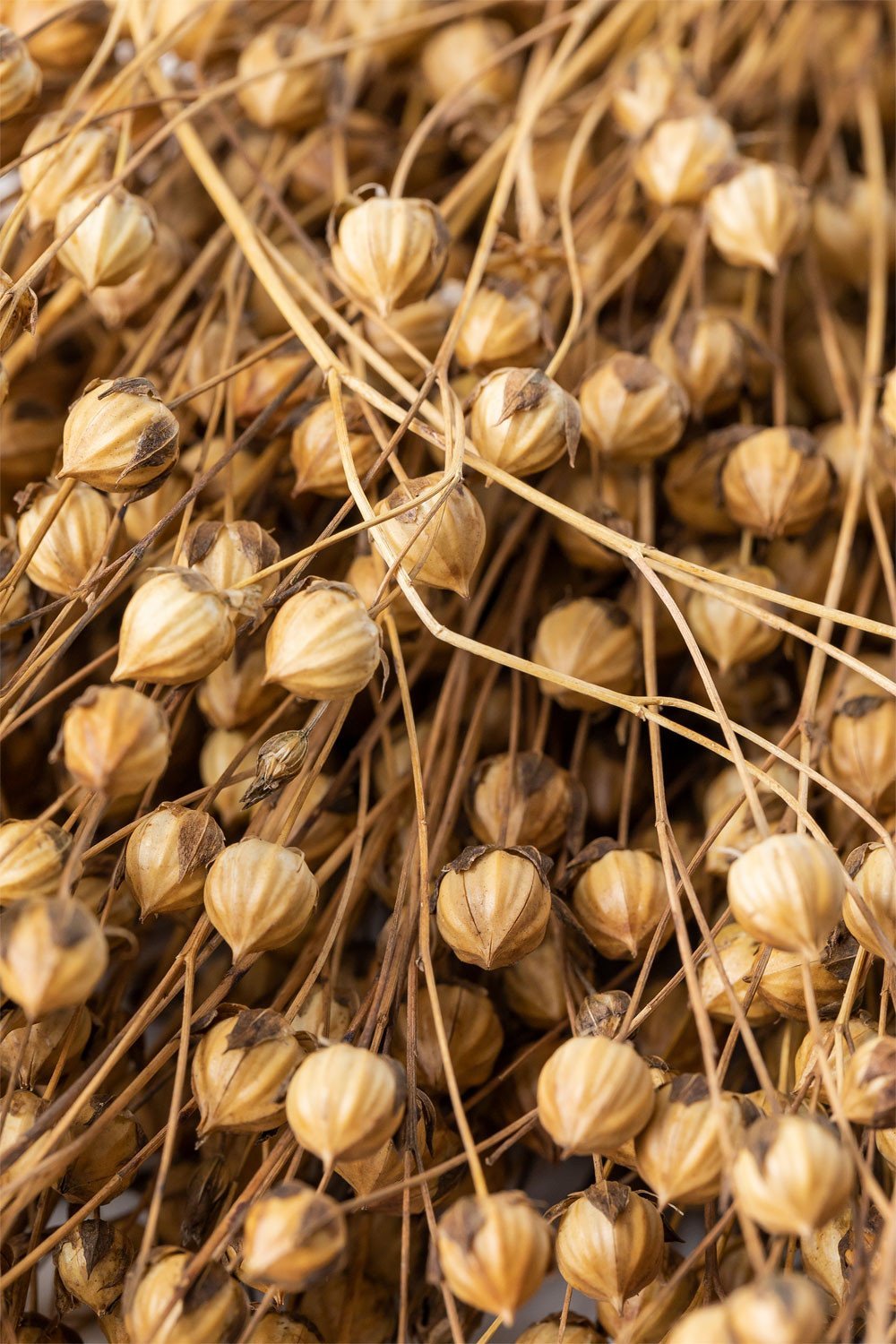 Ramo de Flores Secas Decorativas Bairad         , imagem de galeria 5