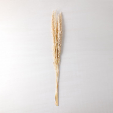 Pack Of 6 Decorative Dried Branches Megina Beige Cream - Sklum