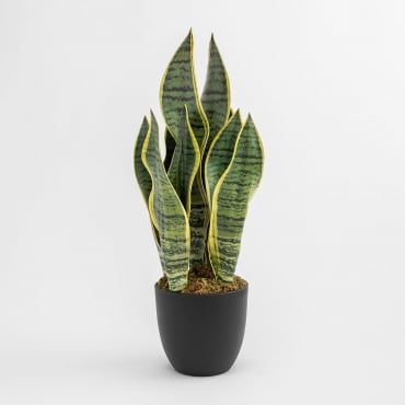 Decorative Artificial Plant Sansevieria 40 Cm 40 Cm - Sklum