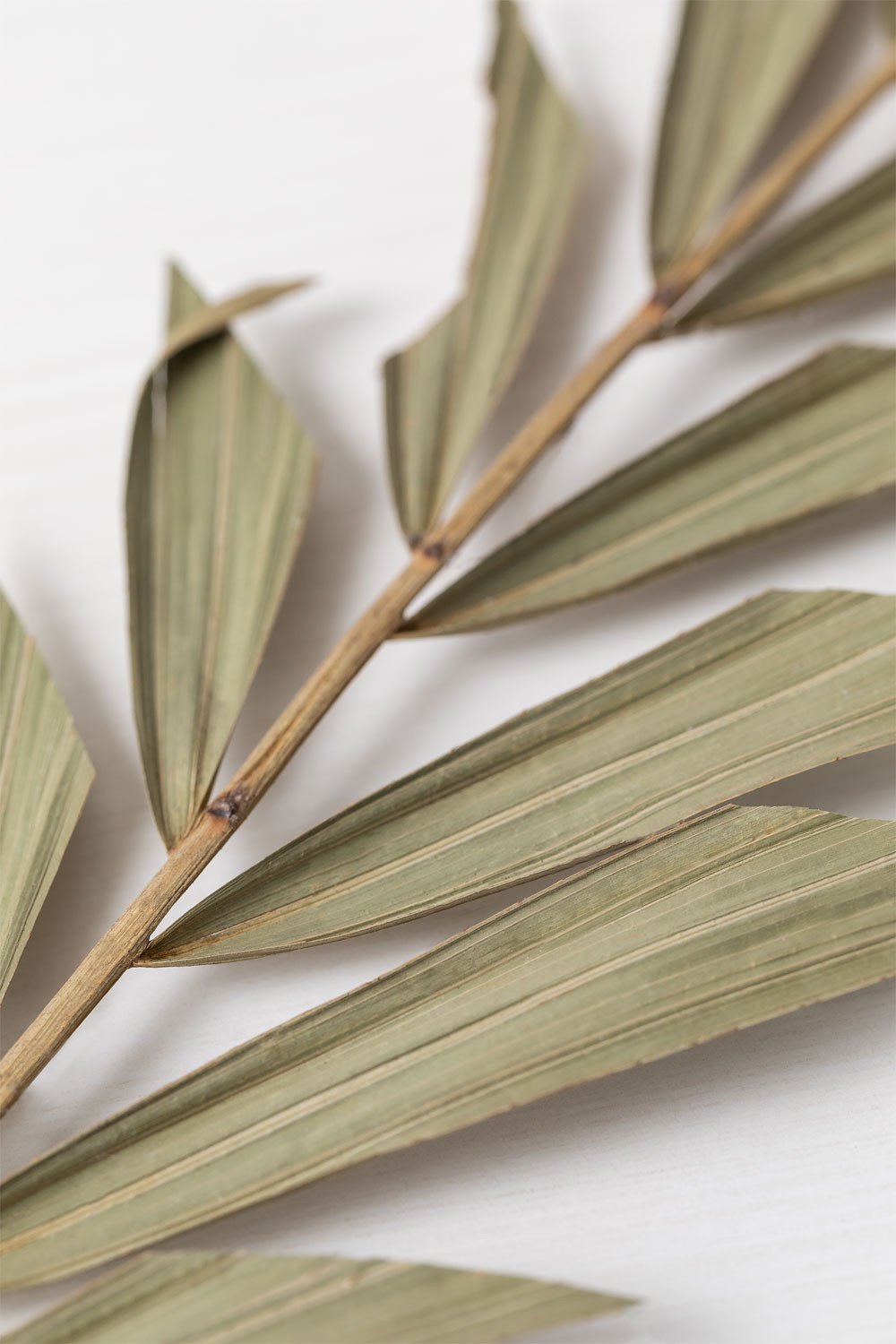 Pack of 10 Sarat Decorative Dry Branches, gallery image 3